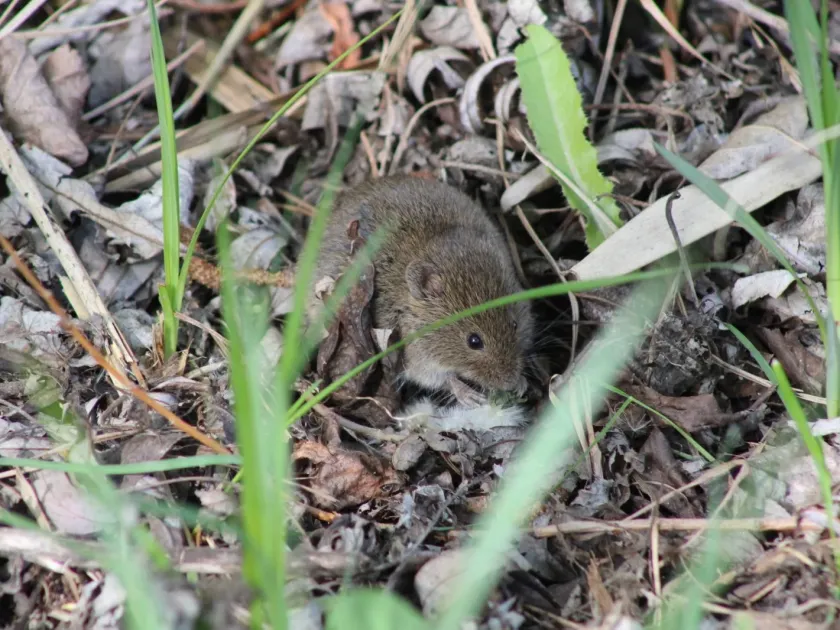 Common vole