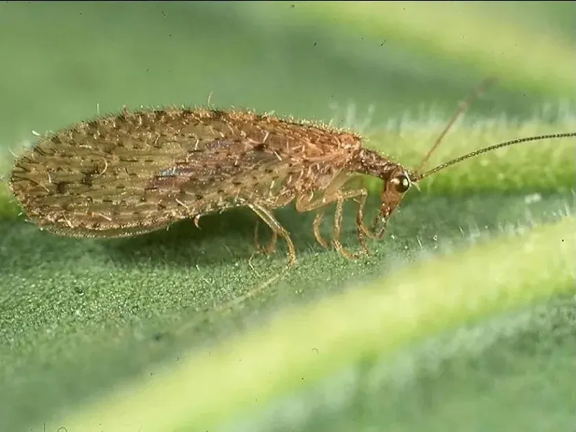 Brown lacewing