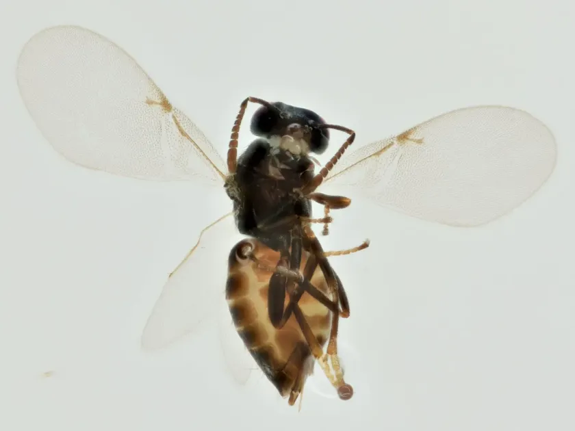 Microterys clavellatus