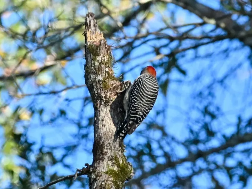 Red-bellied woodpecker