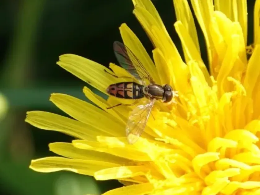 Melanostoma mellinum