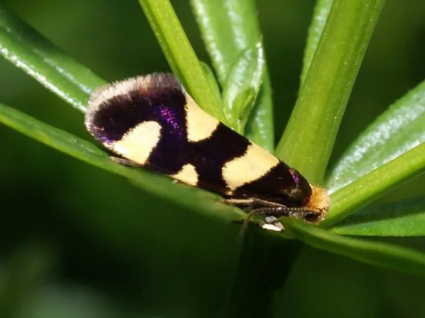 Raspberry bud moth
