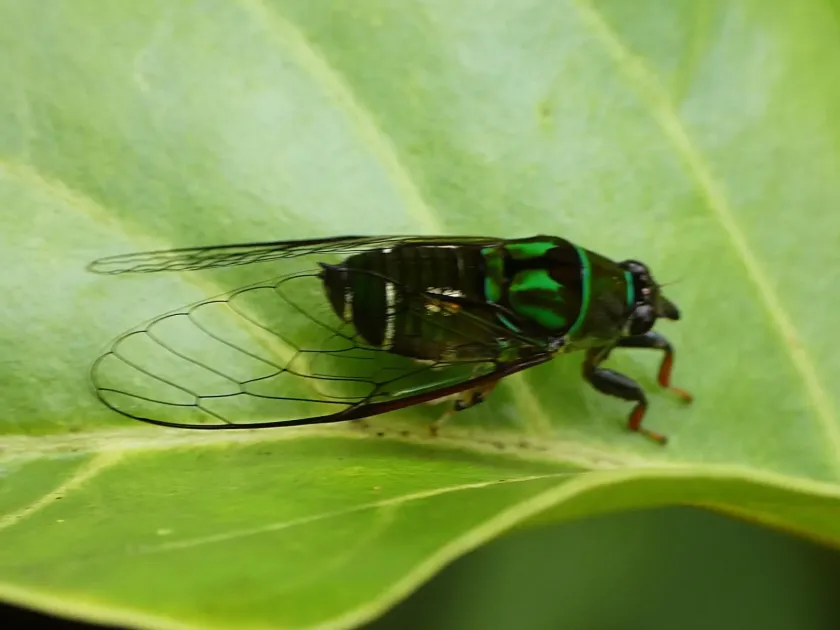 Mogannia