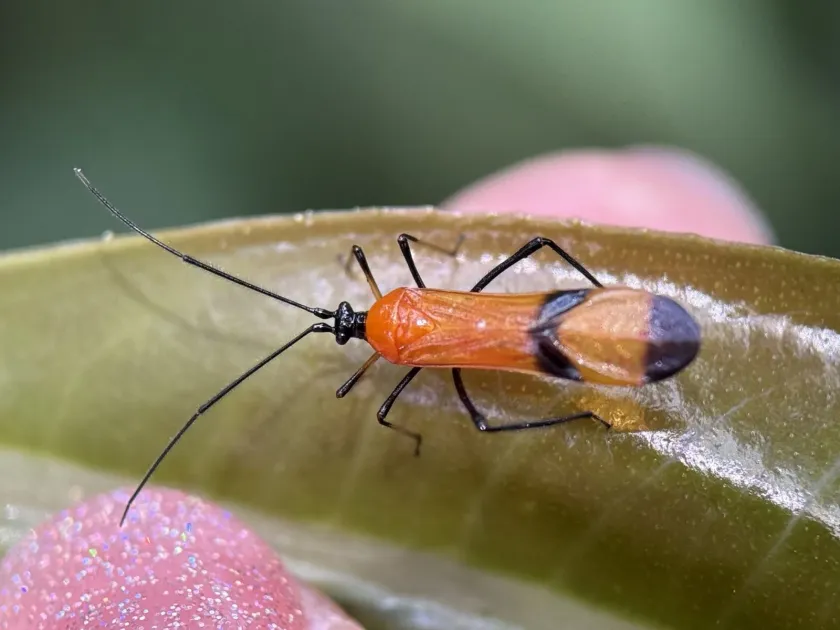 Cacao mirid bug