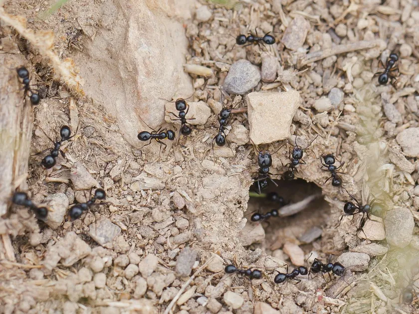 Little black ant