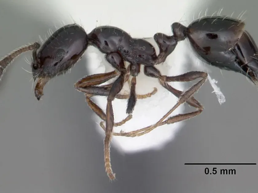 Monomorium viridum
