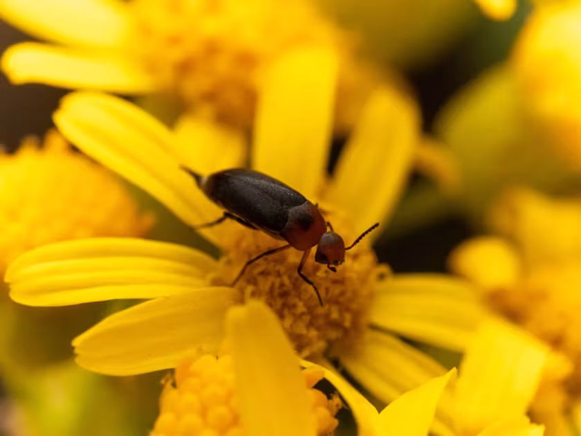Tumbling flower beetle