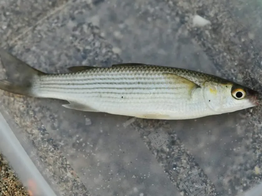 Golden grey mullet