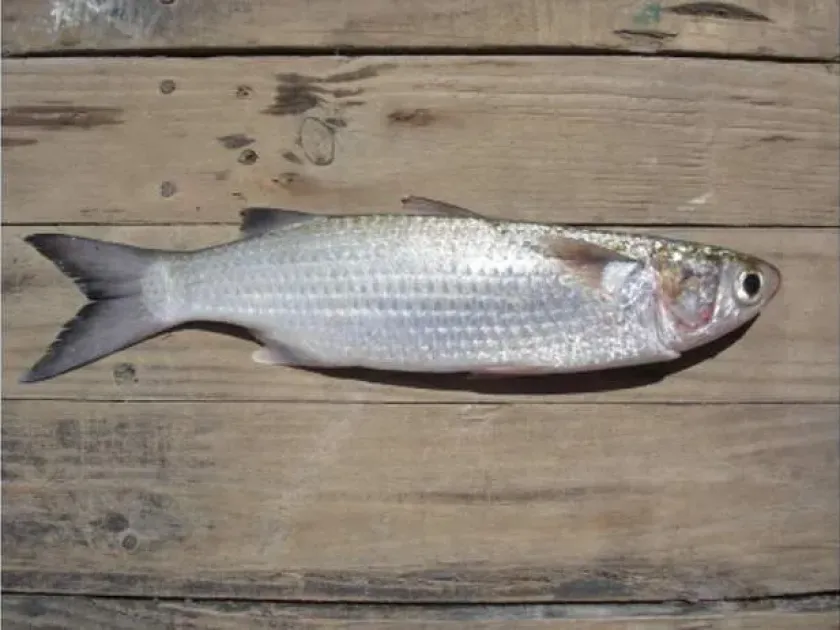 Thicklip grey mullet