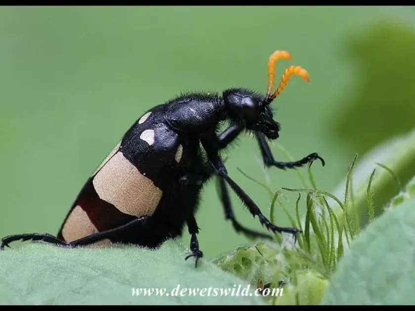 Blister beetle