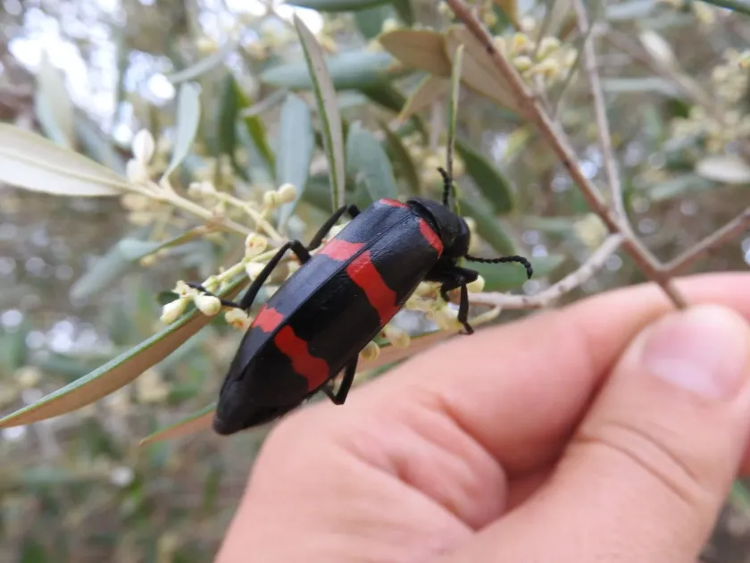 Oil beetle