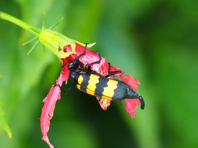 Mylabris phalerata