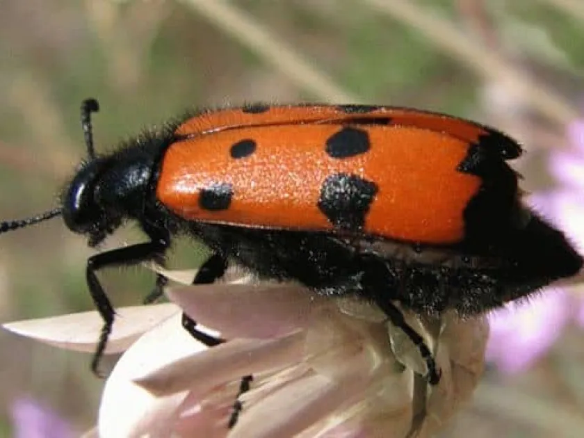Seven-spotted blister beetle
