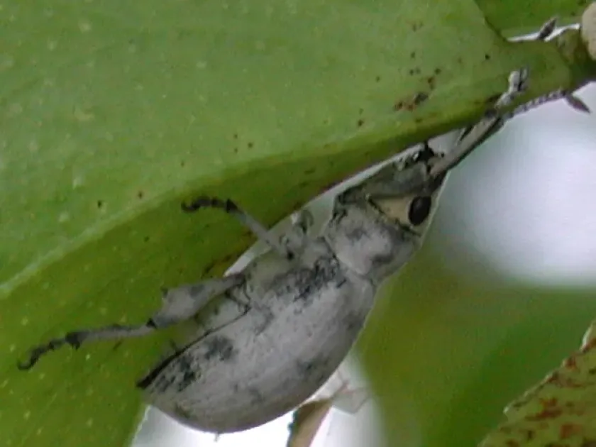 Довгоносик Myllocerus lineatocollis