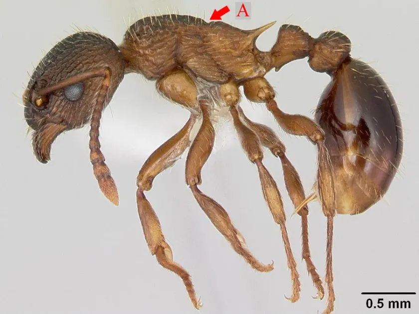 Myrmica emeryana