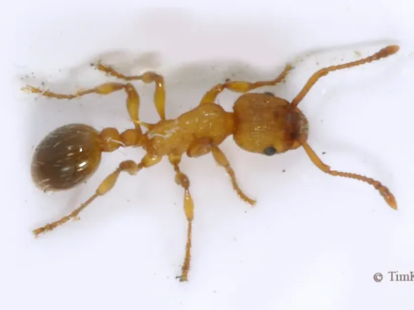 Jacobson's Ant