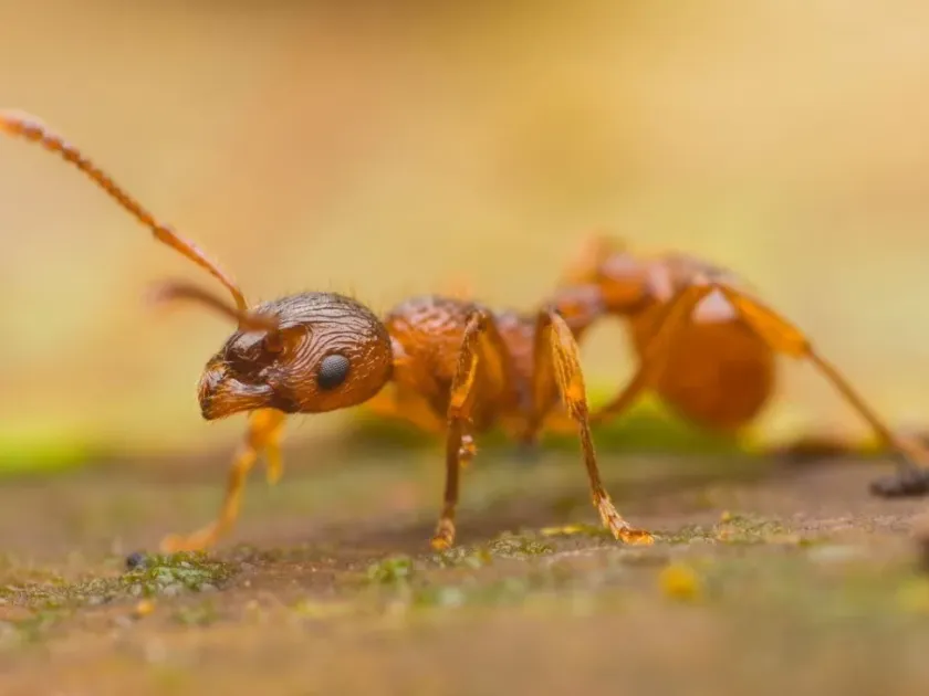 Myrmica ants