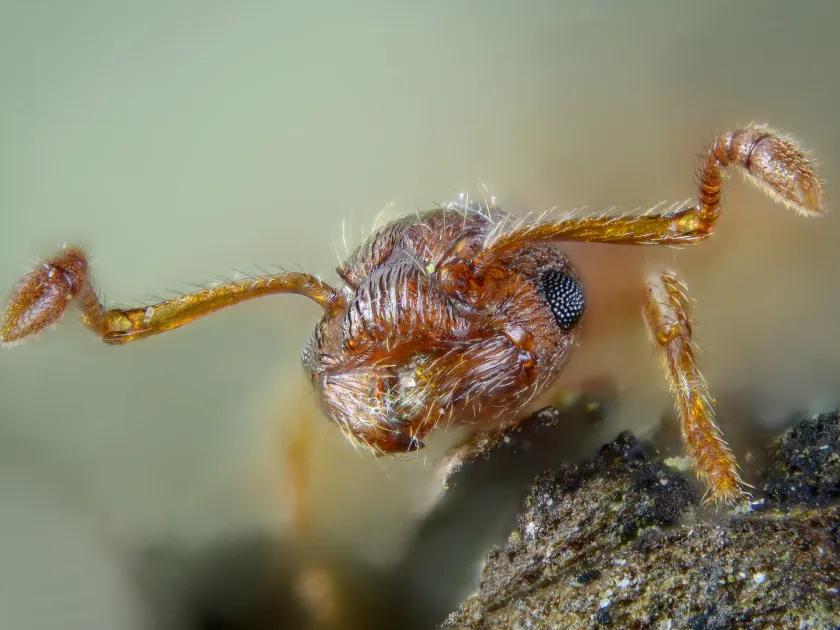 Wrinkled ant