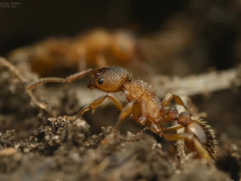 Myrmica scabrinodis
