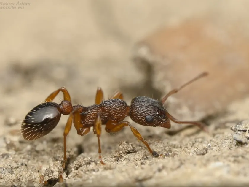 Мирмика вида Myrmica specioides