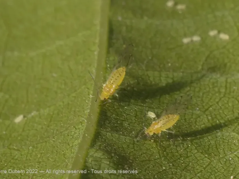 Chestnut aphid