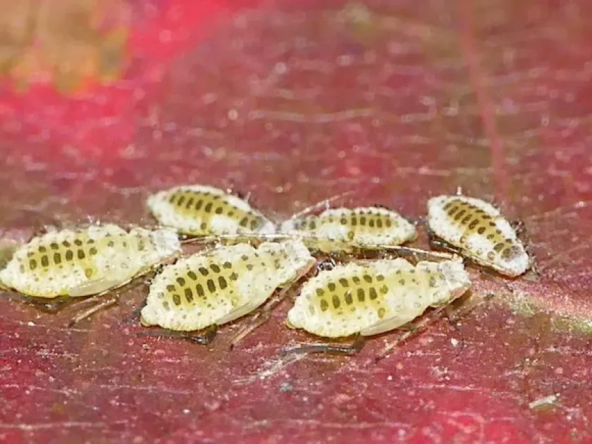Alhambra oak aphid