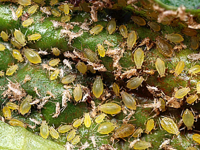 Ajuga aphid