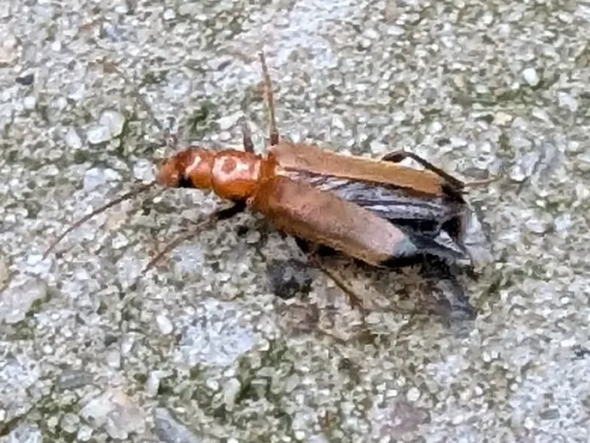Nacerda