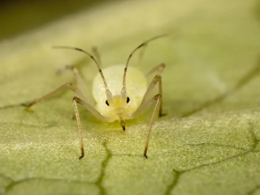 Lettuce aphid