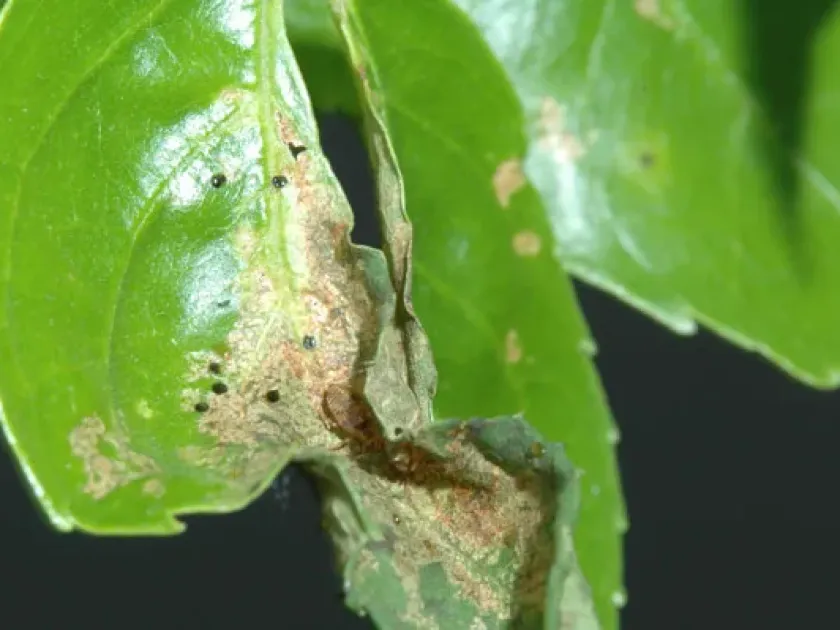 Ash plant bug