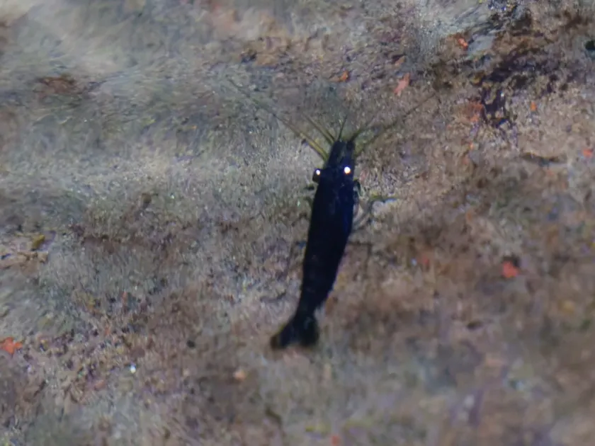 Neocaridina