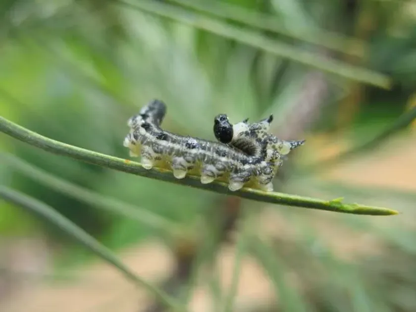 Pine sawfly
