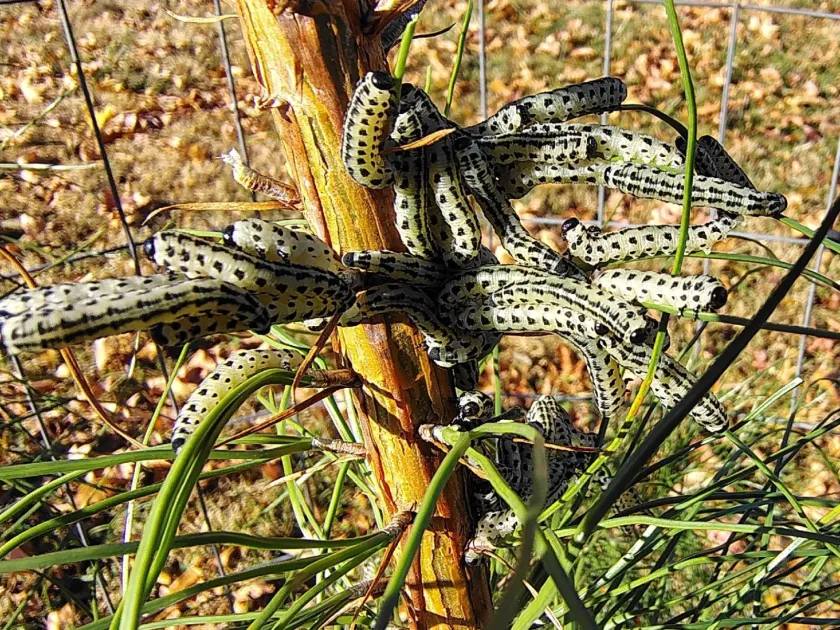 Red-headed pine sawfly