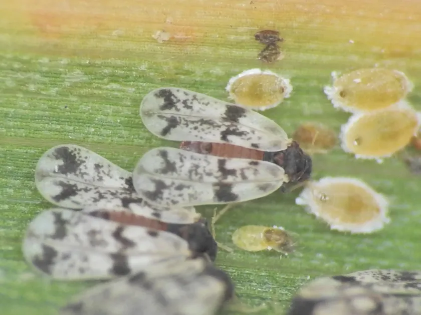 Sugarcane whitefly
