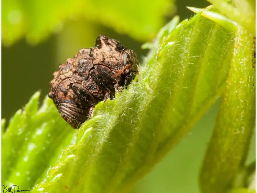 Листоїд Neochlamisus cribripennis