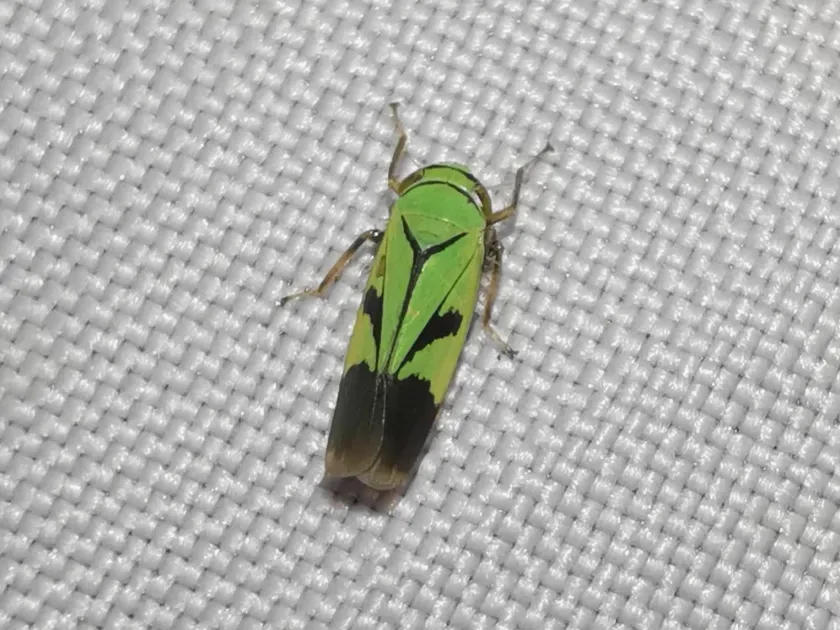 Green rice leafhopper