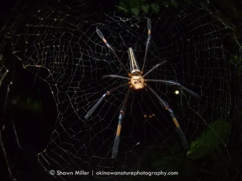 Golden silk orb-weaver