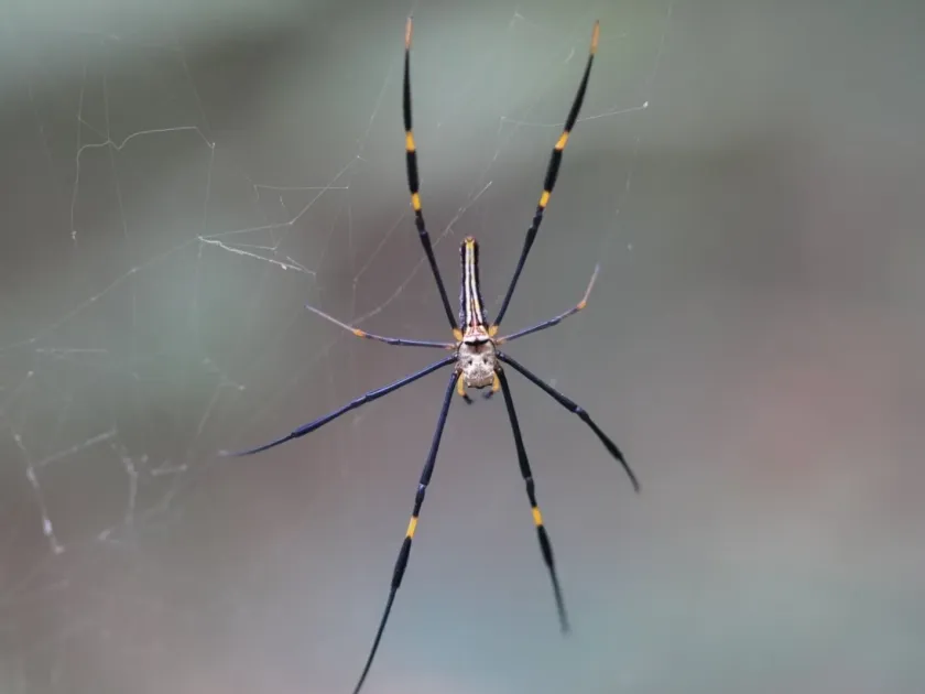 Golden Silk Orb-weaver