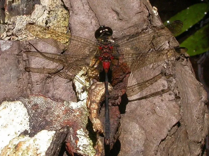 Nesogonia