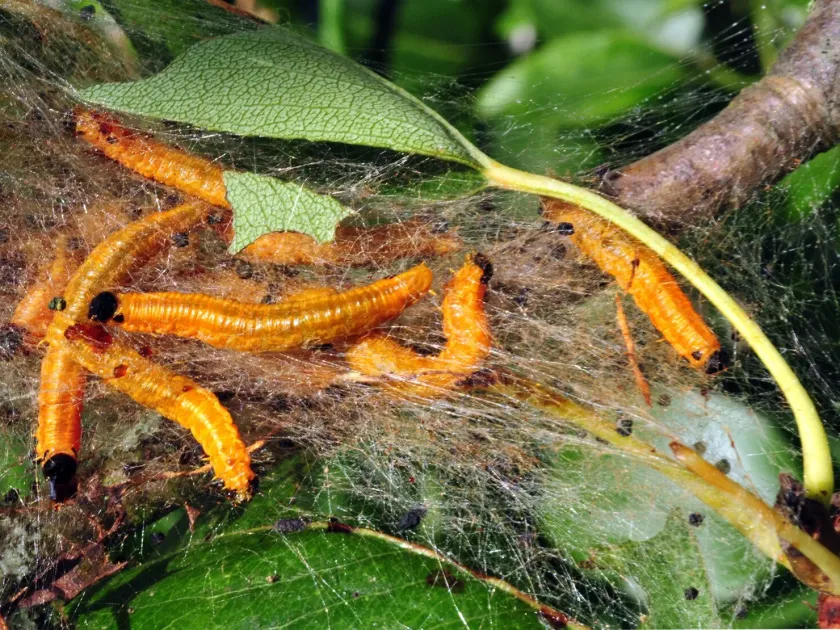 Cherry web-spinning sawfly