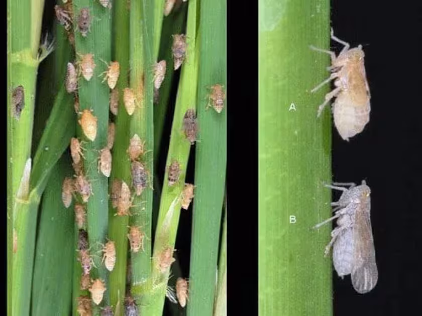 Brown planthopper