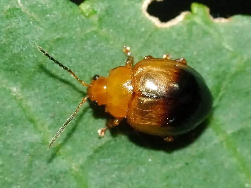 Nisotra javana
