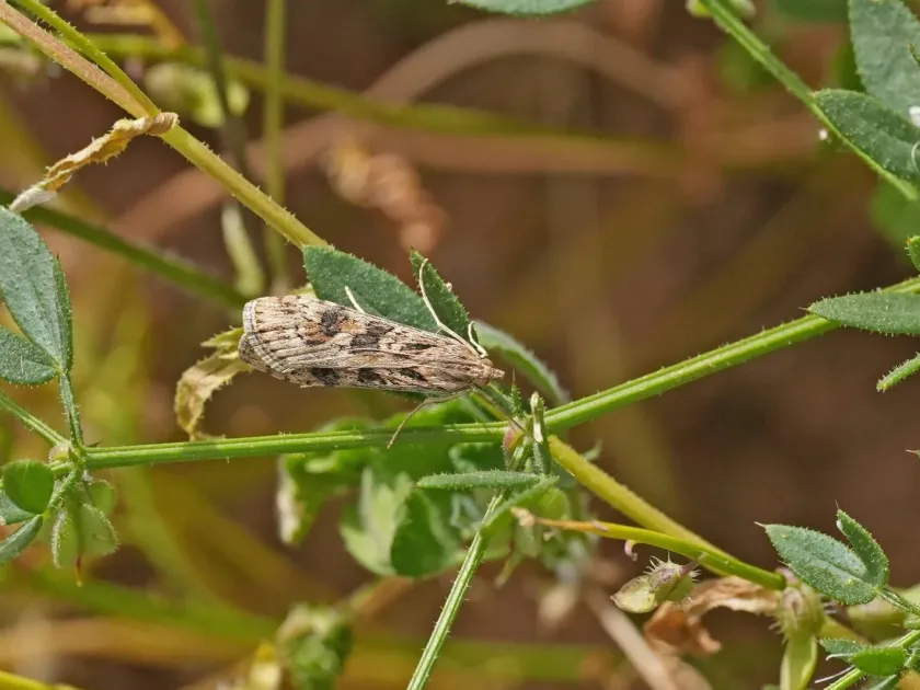 Луговий метелик (рід Nomophila)