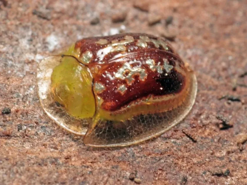 Lantana leaf-mining beetle