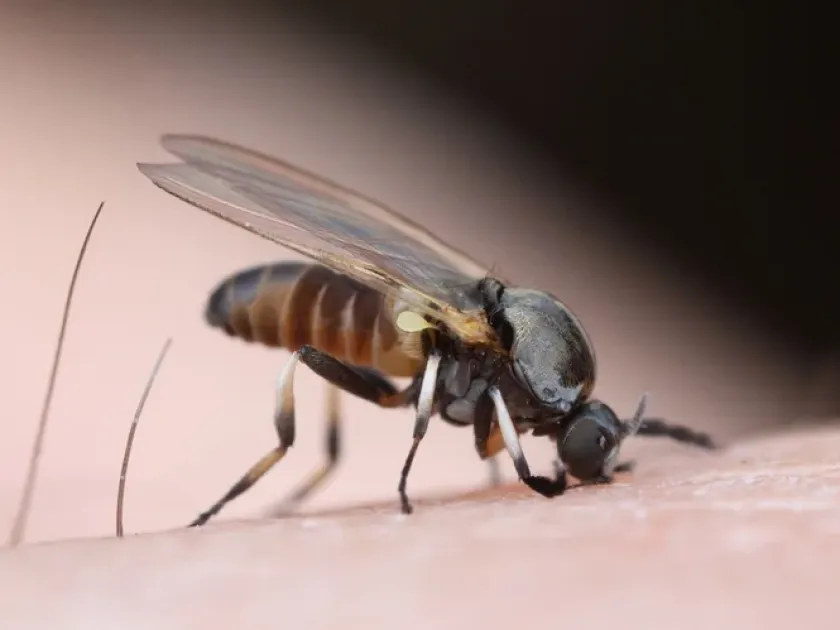 Black flies of the genus Odagmia