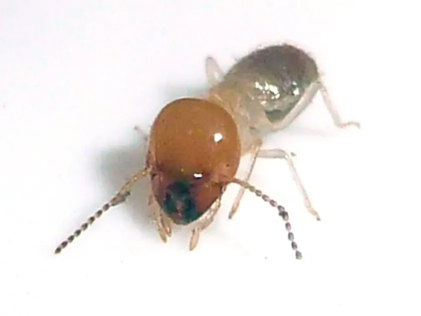 Odontotermes assmuthi