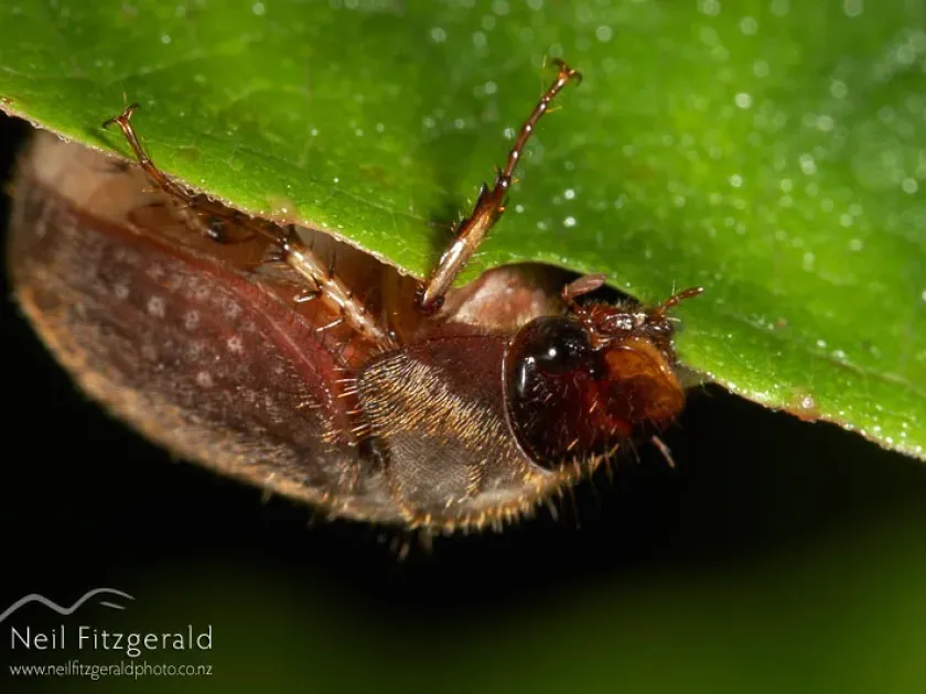 Brown beetle