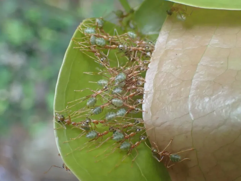 Weaver ants