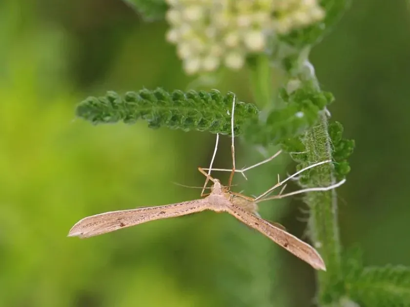Plume moth (Oidaematophorus tenuidactylus)