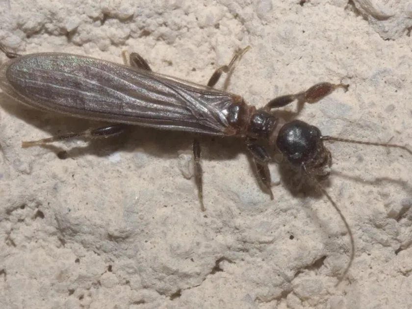 Oligotoma michaeli